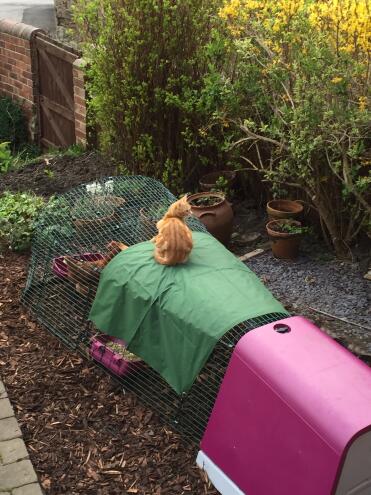 Samantha the cat keeping a close eye on the new chickens 