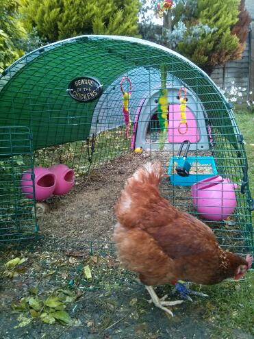 Hilda with her pink eglu