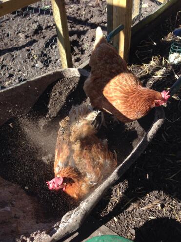 Dust bathing heaven