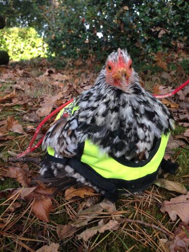 Help your chicken cross the road!