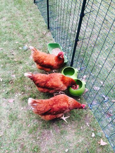 Omelette, quiche, and frittata queuing for a drink from the glug!