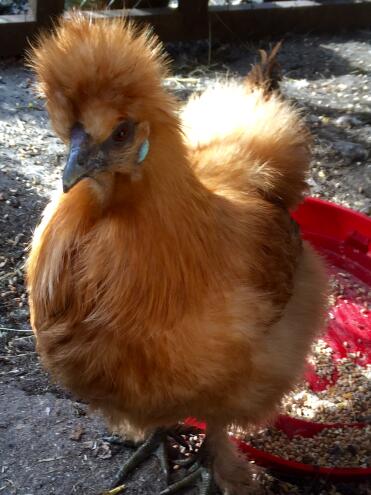 Golden silkie