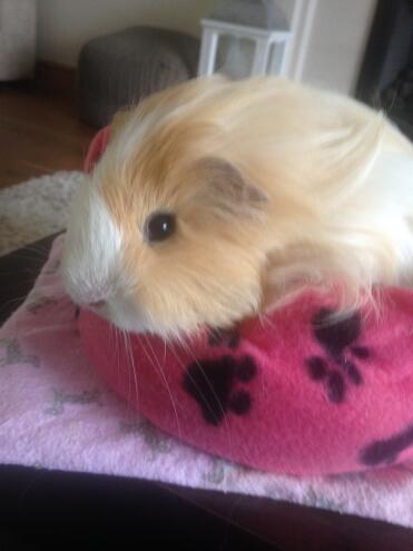 My guinea pig looks so fabulous after it has had its haircut.