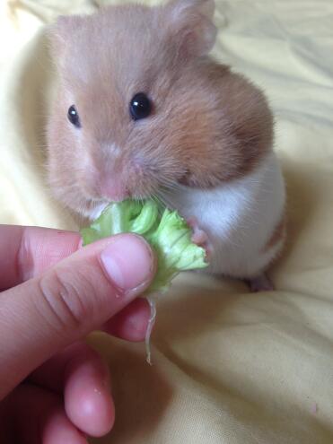 I love feeding our hamster salad.