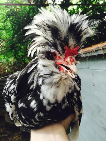 Young houdan cockerel