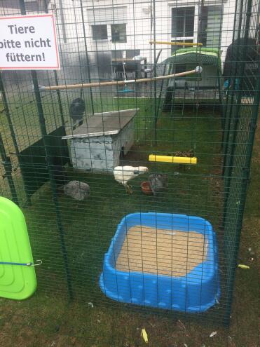 Chickens love playing on the chicken swing!