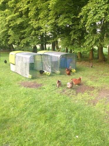 Our flock of chickens