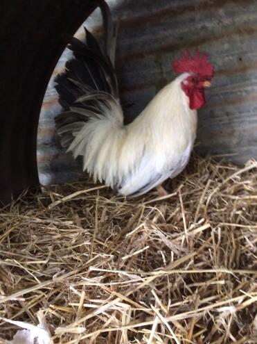 Japanese Bantam rooster.