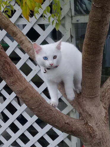 Cats have incredible eyes