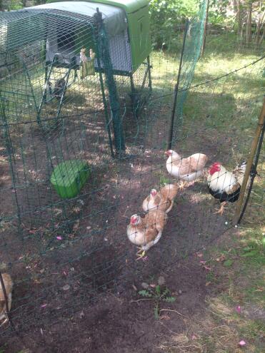 Cube hen house with 3 metre run 6 dwarf weyndots and 1 cock