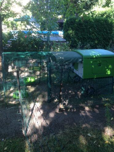 Cube hen house with 3 metre run 6 dwarf weyndots and 1 cock