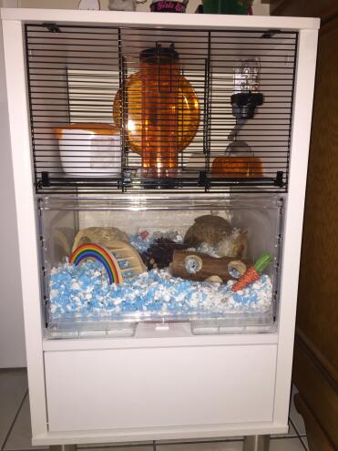 Hamsters love living in the qute!