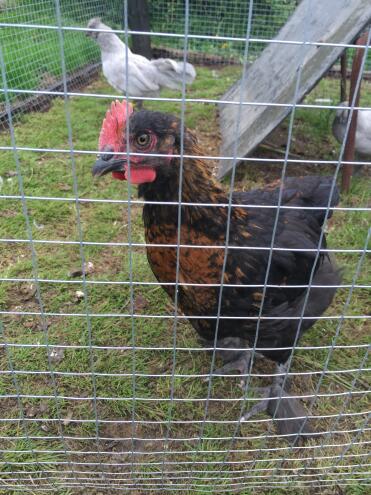 Inquisitive young french copper maran rooster