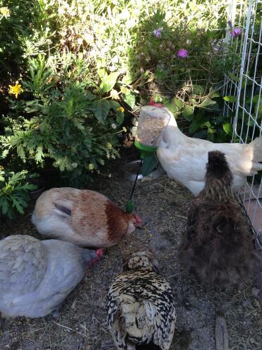 Chickens with Omlet Peck Toy