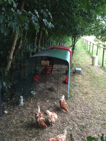 My woodland girls at Cluckingham Towers with their combi cover!