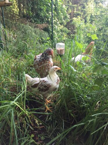 Chickens in Omlet Walk in Chicken Run with Omlet Chicken Peck Toy