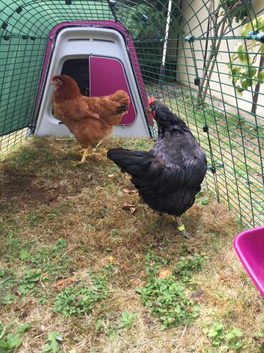 The coop can be moved easily to provide fresh grass to your chickens