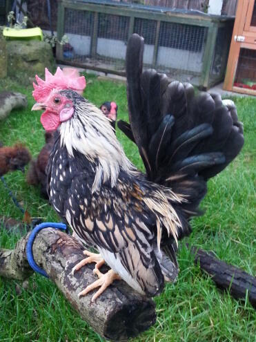 5 month old serama cock