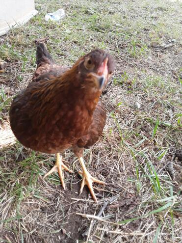 Summer my welsummer pullet