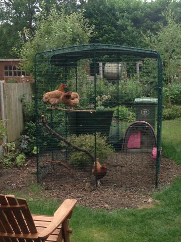 The girls enjoying their new perch space