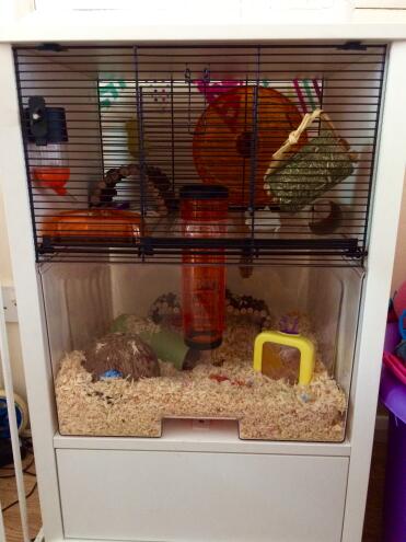 Set up and ready for our new addition, Oreo :)