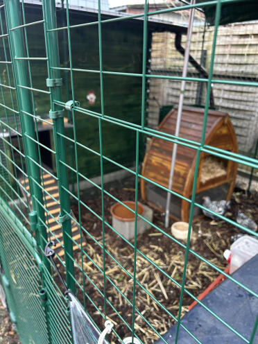 WIR clips with our enclosure connected to a new chicken coop!