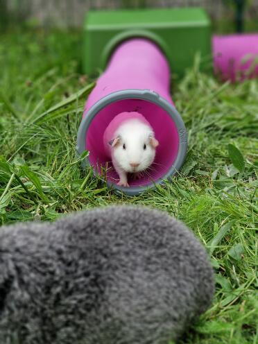 Baby guinea pig in his tunnel!