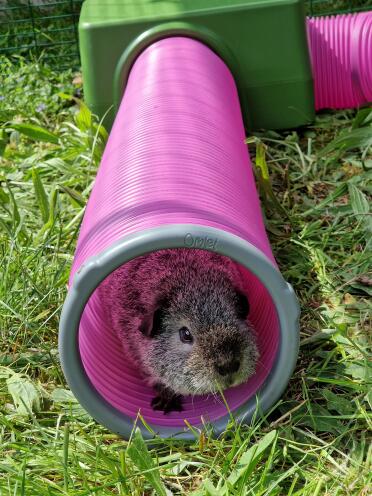 Teddy the guinea pig in his tunnel