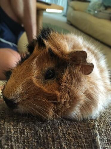 Isn't this a fluffy guinea pig!