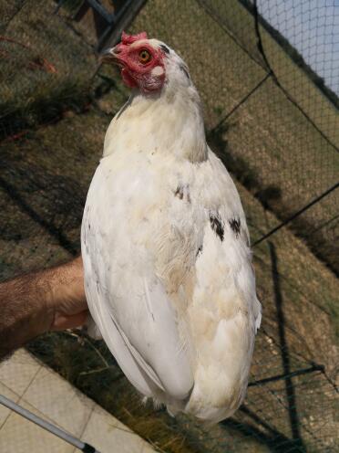 Chickens are such friendly pets!