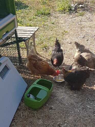 As it's so hot I've put a bottle of frozen water in their water drinker. Works a treat.