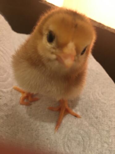 A 2 day old asil chick.