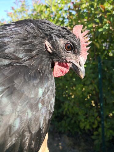 Chickens love soaking in the rays!