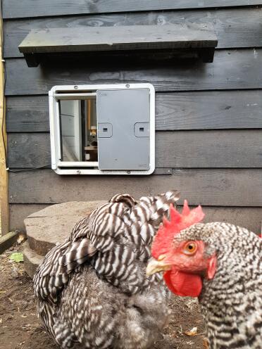 Omlet Grey Automatic Chicken Door Attached to Wooden Chicken Coop with chickens outside