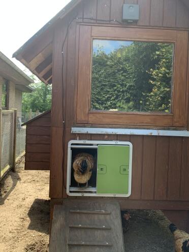 Chicken coming out of Wooden Chicken Coop with Omlet Green Automatic Chicken Coop Door Attached