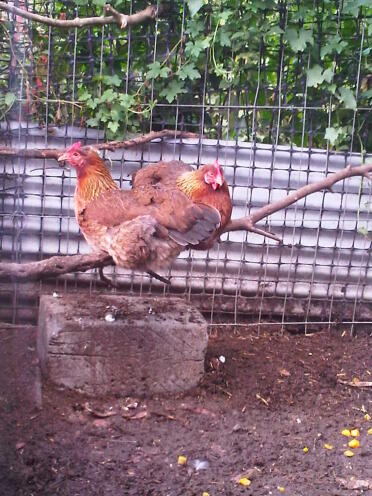 Two chickens perching in their run