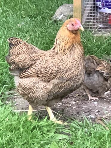 Bantam partridge wyandotte hen