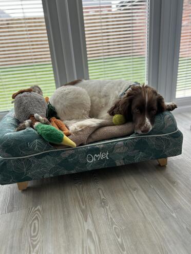 Sid the Spaniel with Sloth, Duck and Carrot!