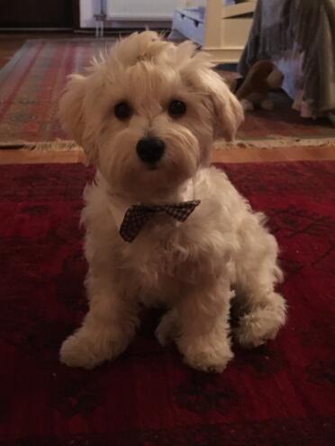 what a smart bow tie!