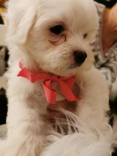 what a lovely bichons havaianas puppy!