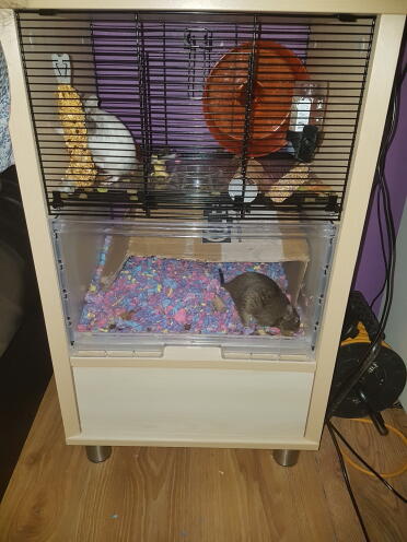 My autistic sons degu's love this cage.