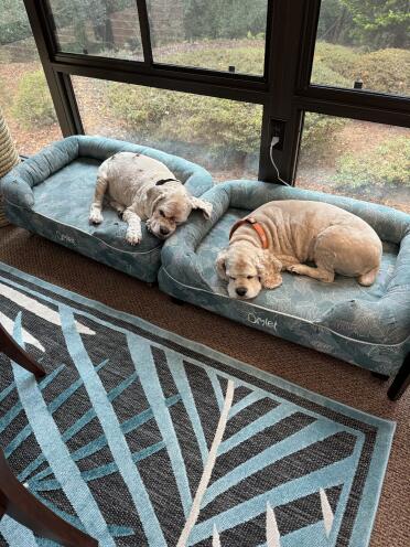 My dogs love their beds