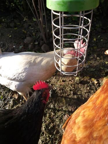 Chickens love snacking from the caddi.