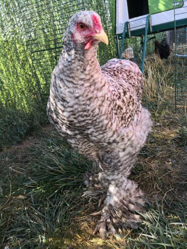 Isn't this a gorgeous chicken!