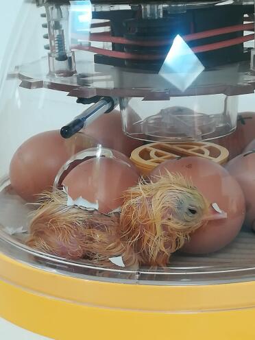 Chicks hatching in incubator