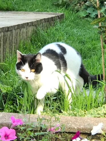 Splodge our bi-coloured cat