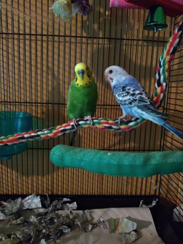 Budgies love to have plenty to perch on!