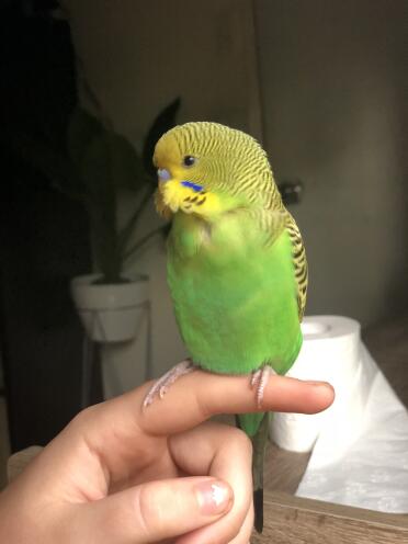 Budgie on finger