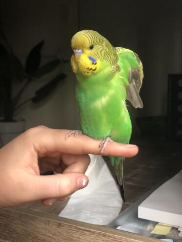 Budgie on finger