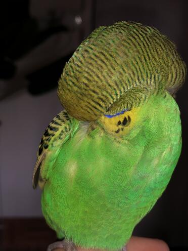 Budgie on finger